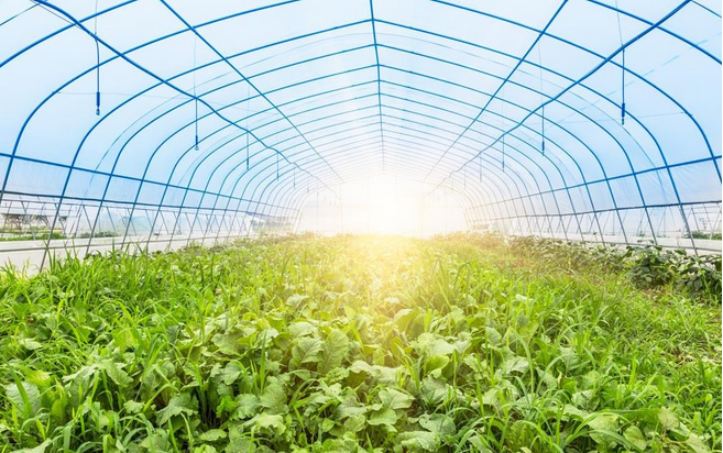 陜西蔬菜大棚廠(chǎng)家銷(xiāo)售|育苗大棚