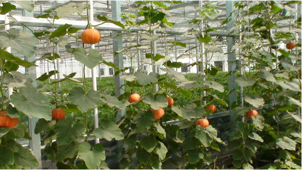 陜西瓜果大棚安裝