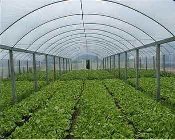 寧夏蔬菜大棚|育苗大棚