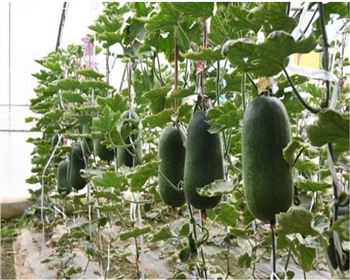 寧夏溫室大棚瓜果大棚